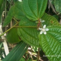 Miconia crenata (Vahl) Michelang.